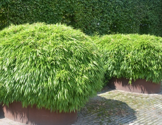 Bambus ´Fargesia Rufa´