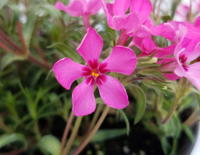 Flox šidlolistý ´Scarlet Flame´