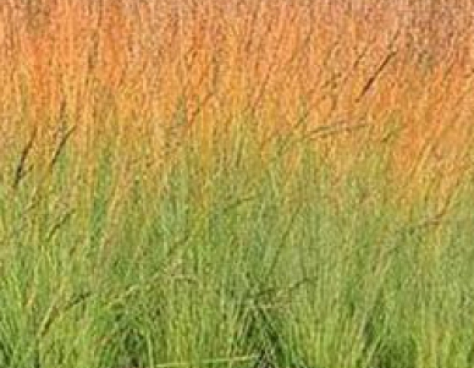 Bezkolenec belasý ´Heidebraut´