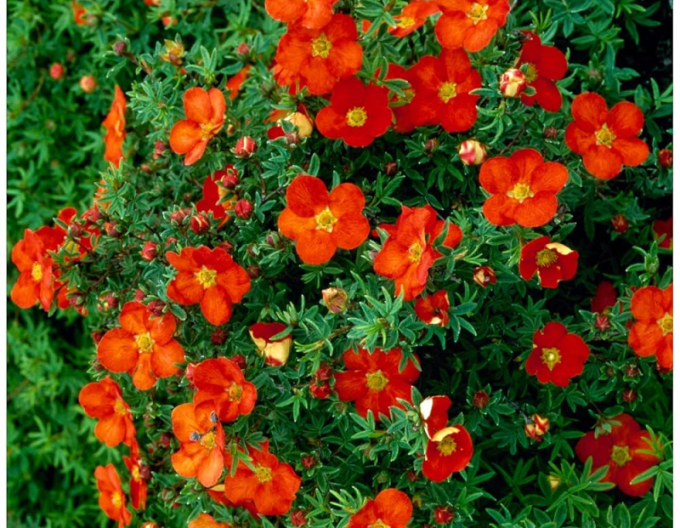 Nátržník krovitý "Red Ace"