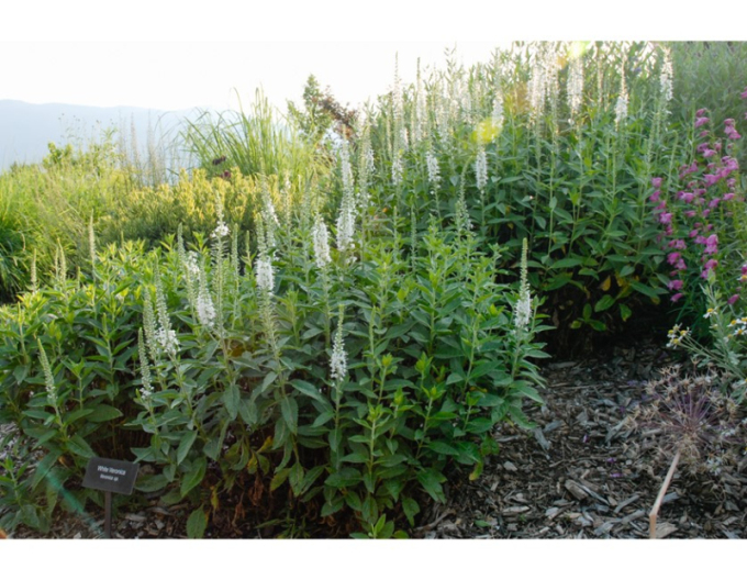 Veronika klasnatá ´Icicle´