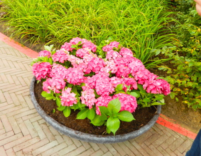 Hortenzia veľkolistá ´Alpengluhen´