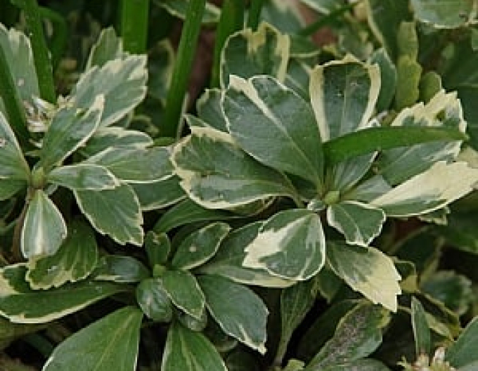 Pachysandra vrcholová ´Variegata´