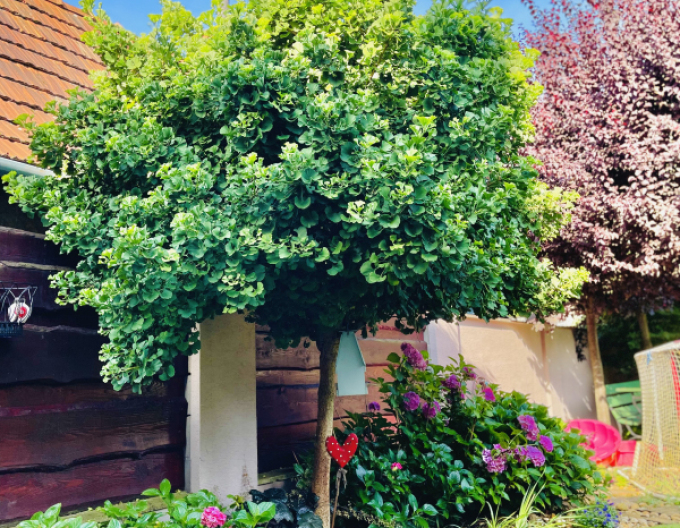 Ginko ´Mariken´ na kmienku