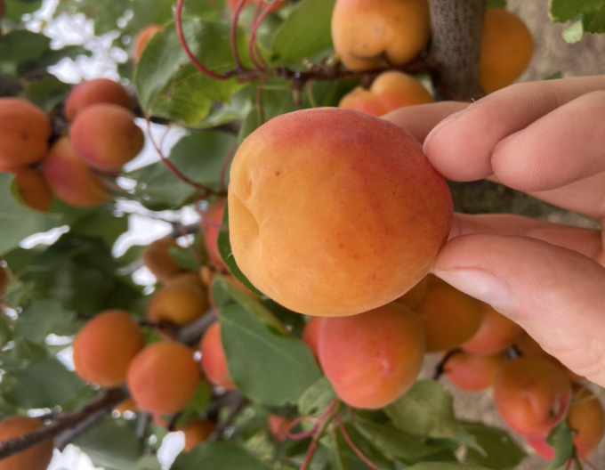 Marhuľa ´Bhart´ skorá, podp. Myrobalán, voľnok.