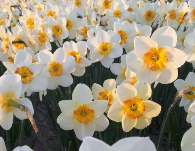 Narcis ´Infinite Joy´