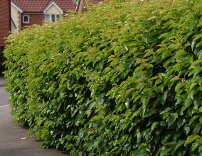 Vavrínovec portugalský ´Angustifolia´