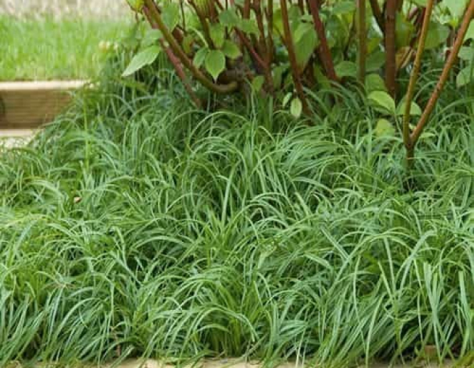 Ostrica ´The Beatles´