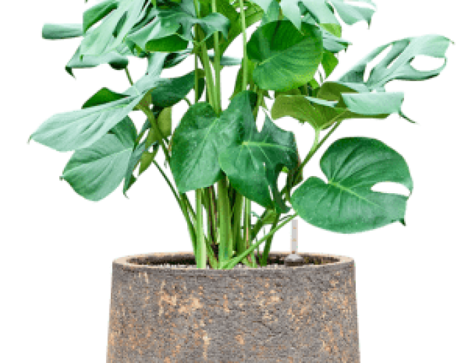 Kvetináč hlinený ´Baq Atlas Darcy Brown´