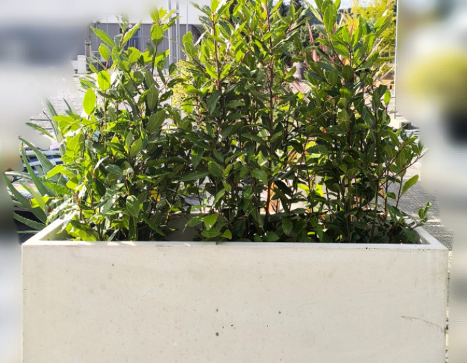 Kvetináč Terratico Prima Sydney L Pearl