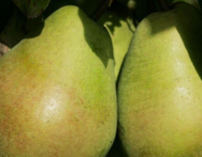 Hruška ´Lucasova´ zimná, podp. Dula - medzištep Konferencia, voľnok.