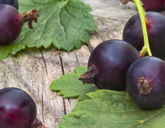 Josta STROMČEKOVÁ, voľnok.