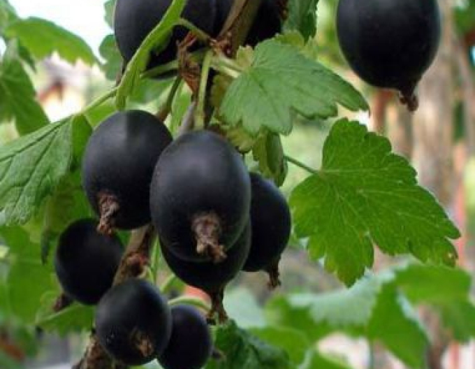 Josta STROMČEKOVÁ, voľnok.