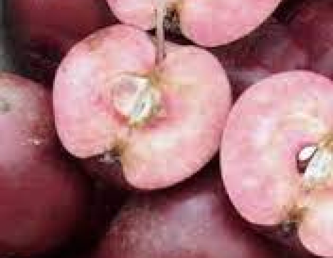 Jabloň stĺpová "Maypole" jesenná, podp. M7, kont.2l