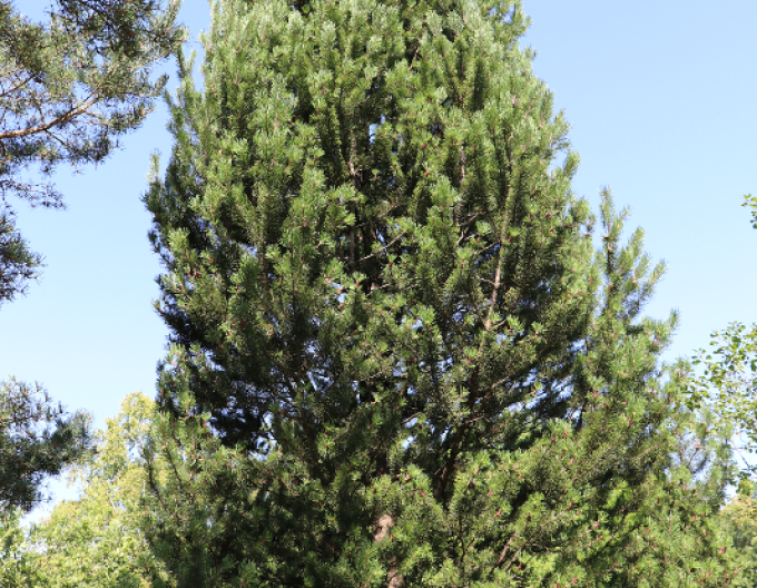 Borovica pyrenejská 50 - 60cm