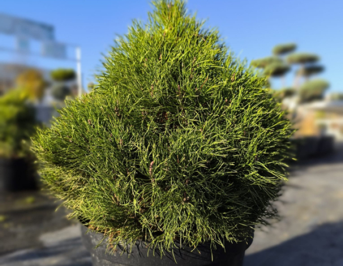 Borovica pyrenejská  40 - 50cm