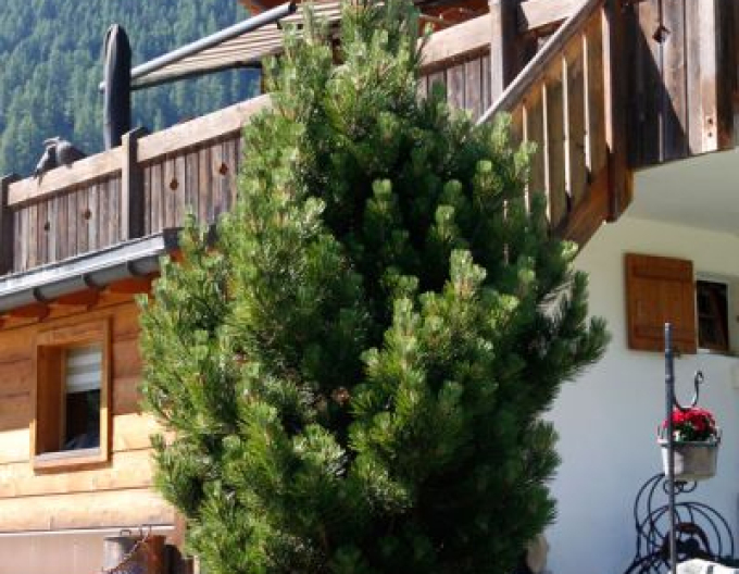 Borovica pyrenejská  70 - 100cm