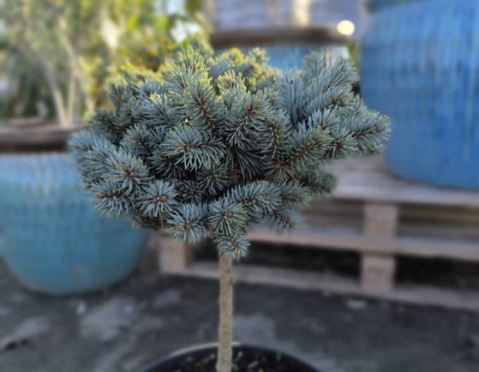 Smrek pichľavý ´Pali´ na kmienku