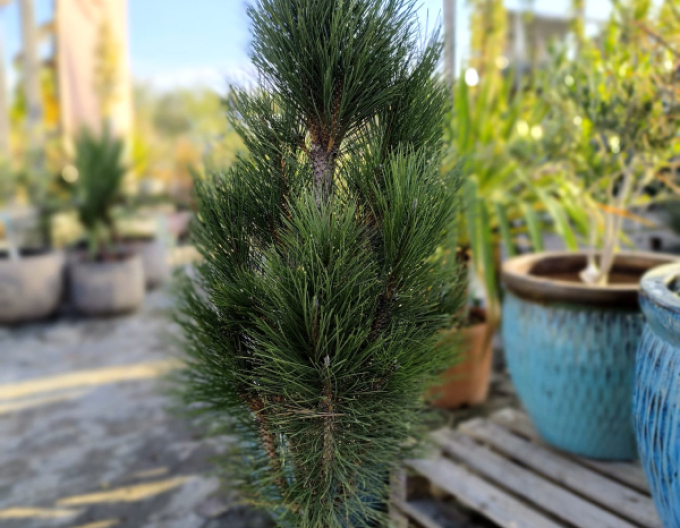 Borovica čierna ’ Zimmer II ’ na kmienku