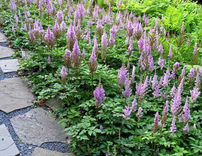 Astilba čínska ’Pumila’