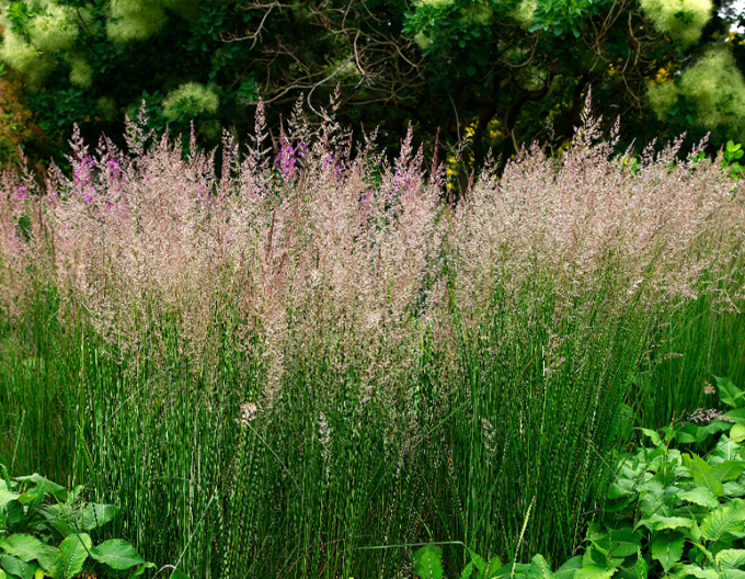 Smlz ostrokvetý ´Karl Foerster´ 9x9