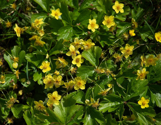 Valdštejnka trojpočetná