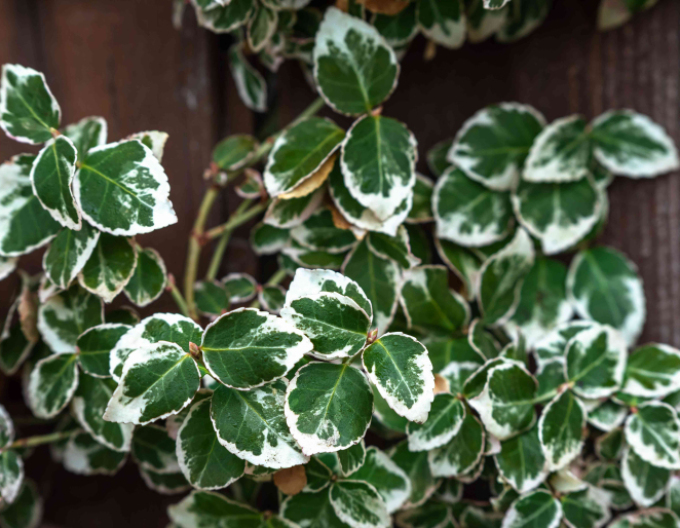 Bršlen fortuneov "EMERALD GAIETY"