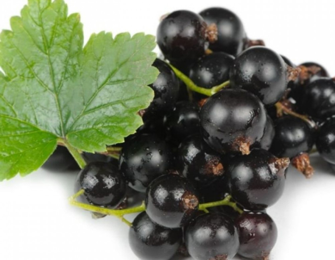 Ríbezľa čierna "Otelo" STROMČEKOVÁ, kont. 2l