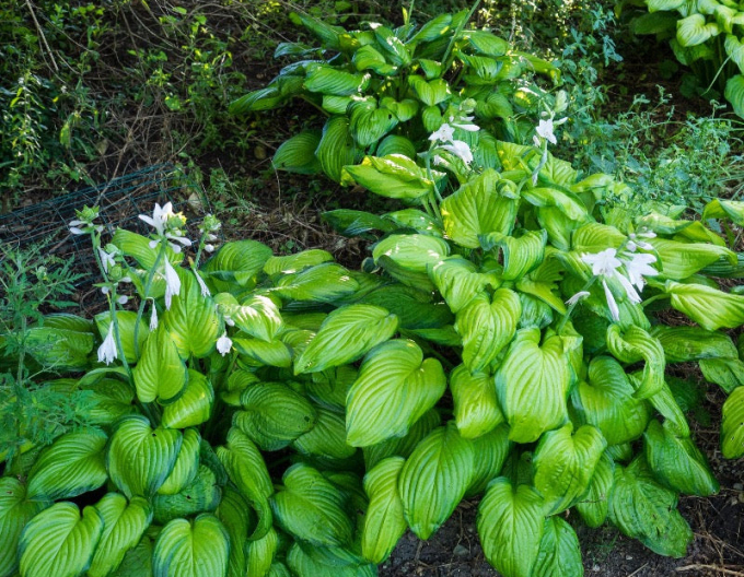 Hosta  ´Guacamole´