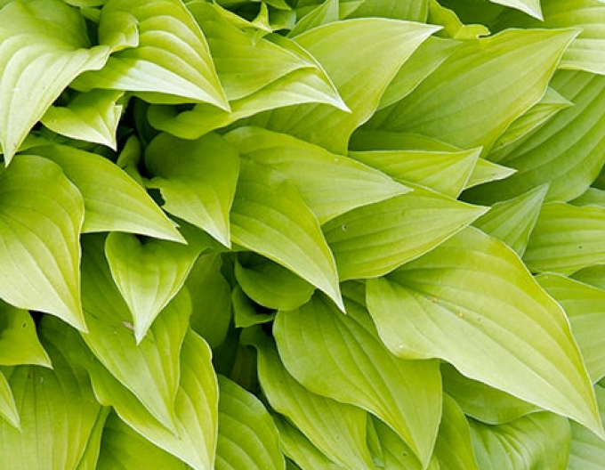 Hosta  ´Lemon Lime´