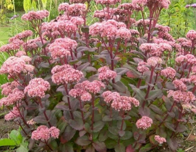 Rozchodník nádherný ’Matrona’ 1l