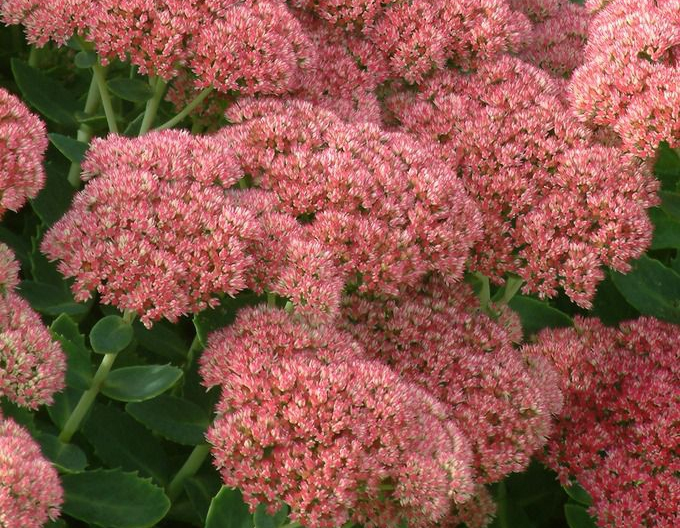 Rozchodník nádherný  ’Herbstfreude’