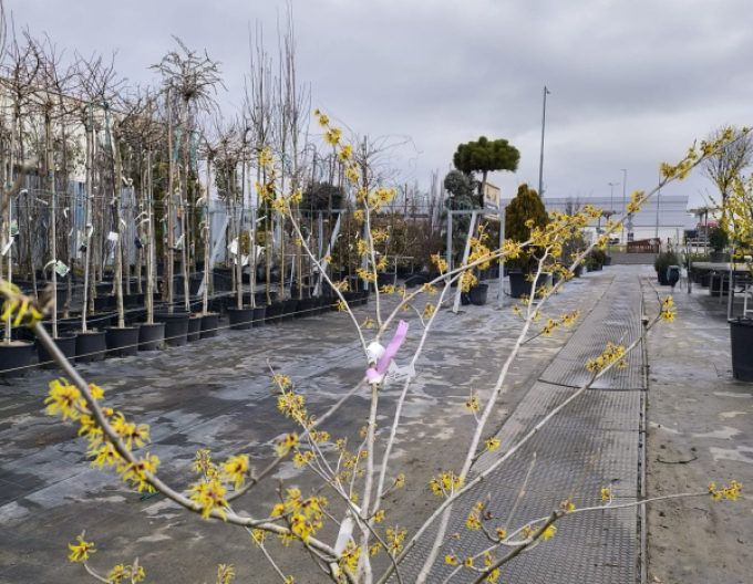 Hamamel prostredný ’Pallida’