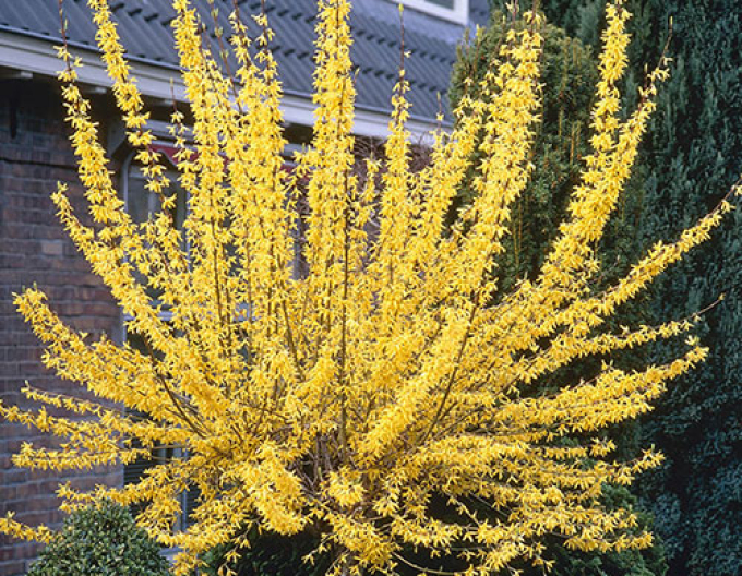 Zlatovka prostredná ´Weekend´ na kmienku