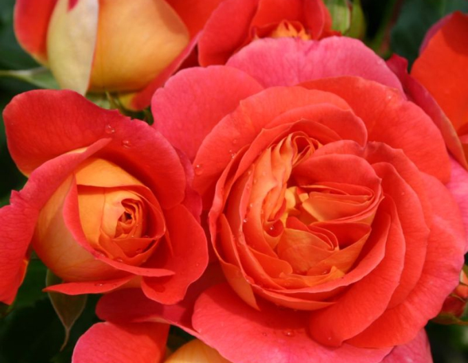 Ruža ´Gebrüder Grimm´