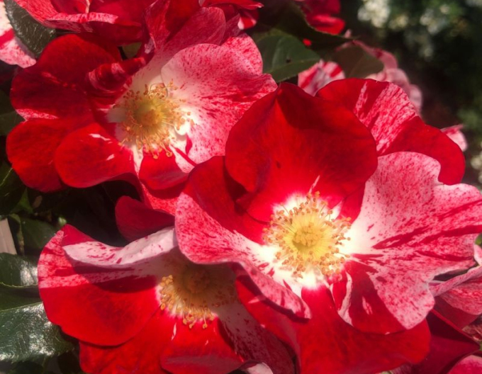 Ruža ´Simsalabim´