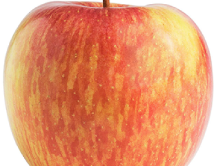 Jabloň Fuji zimná, podp. M9, kont. 5l