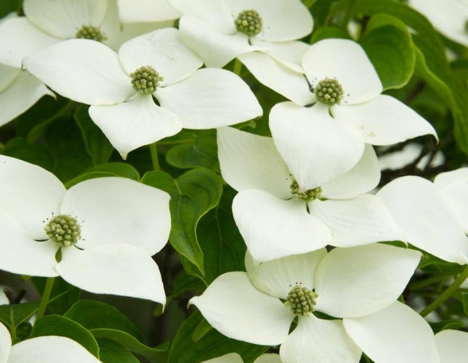 Drieň japonský 160cm