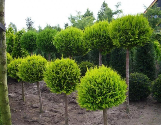 Tuja smaragdová ´Guľa´ na kmienku