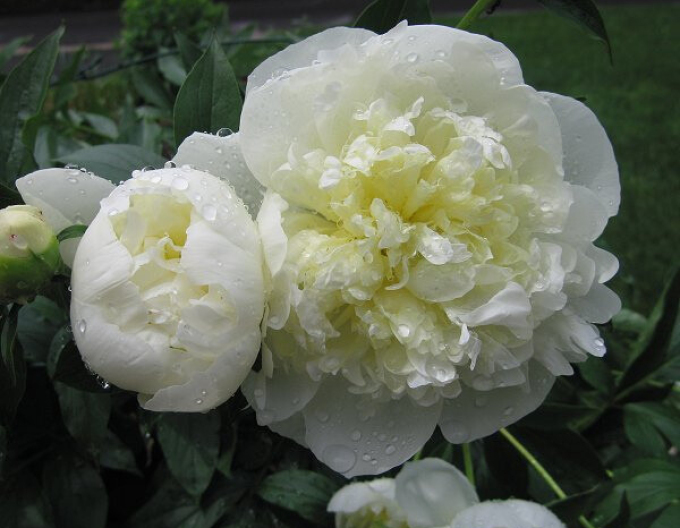 Pivonka čínska  ’Duchesse de Nemours’