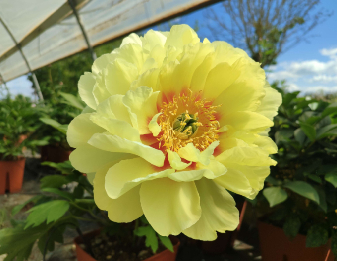 Pivonka itoh ’Bartzella’  hybrid