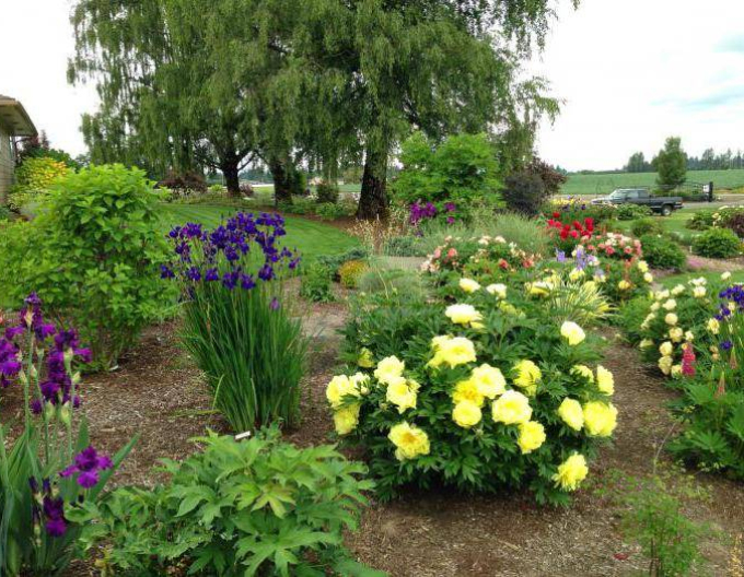 Pivonka itoh ’Bartzella’  hybrid