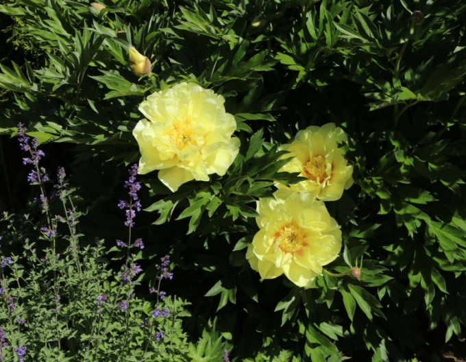 Pivonka itoh ’Bartzella’  hybrid