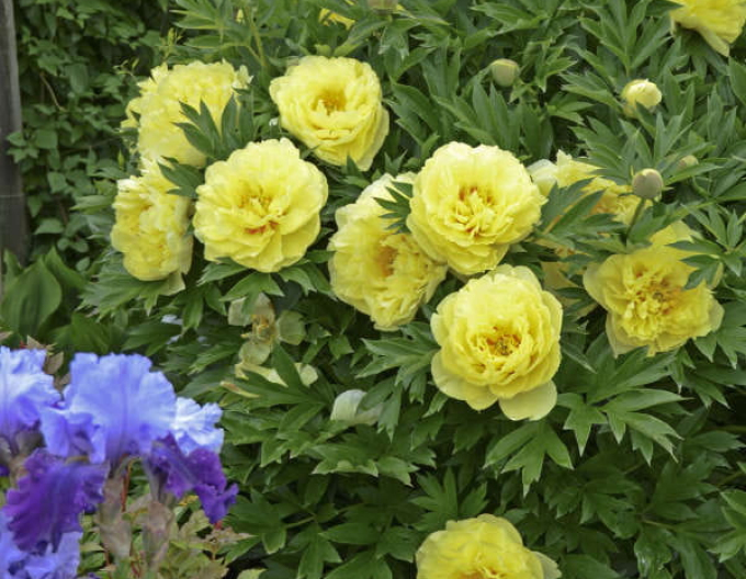 Pivonka itoh ’Bartzella’  hybrid