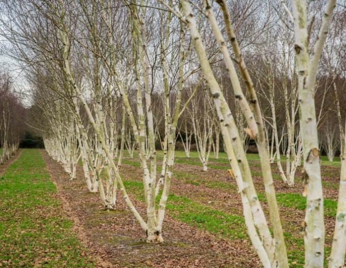Breza himalájska ´JACQUEMONTII´   viackmeň  125/150cm