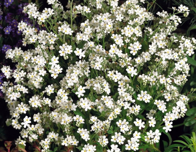 Nezábudka lesná ´Biela´