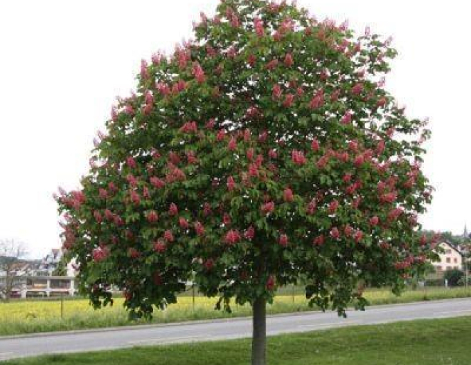 Pagaštan pleťový ´Briotii´