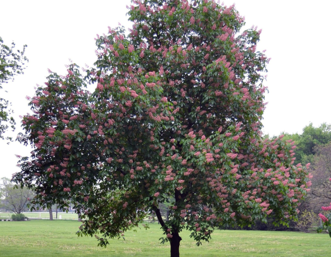 Pagaštan pleťový ´Briotii´