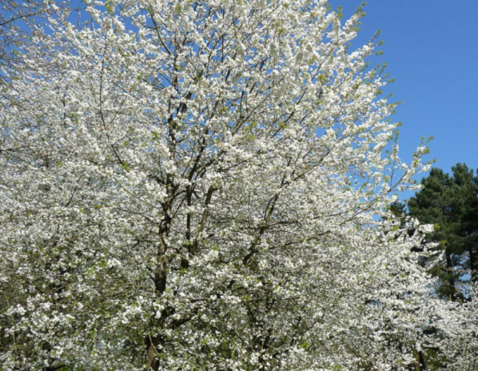 Čerešňa vtáčia ´Plena´