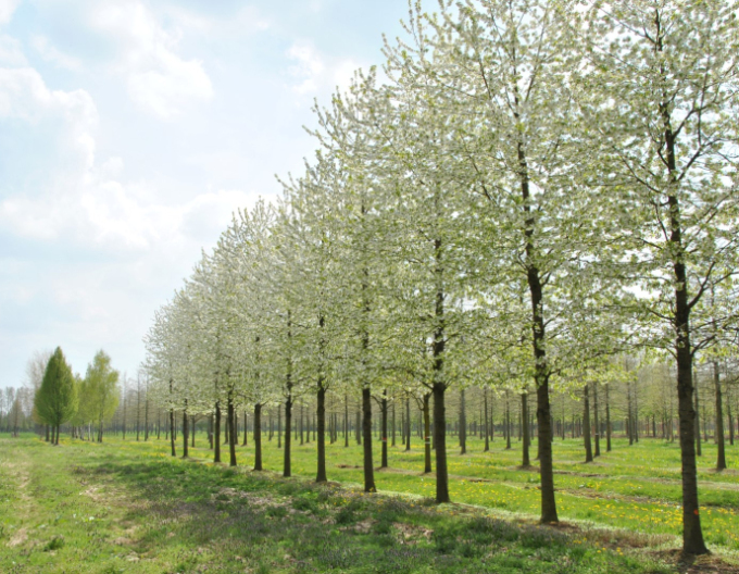 Čerešňa vtáčia ´Plena´